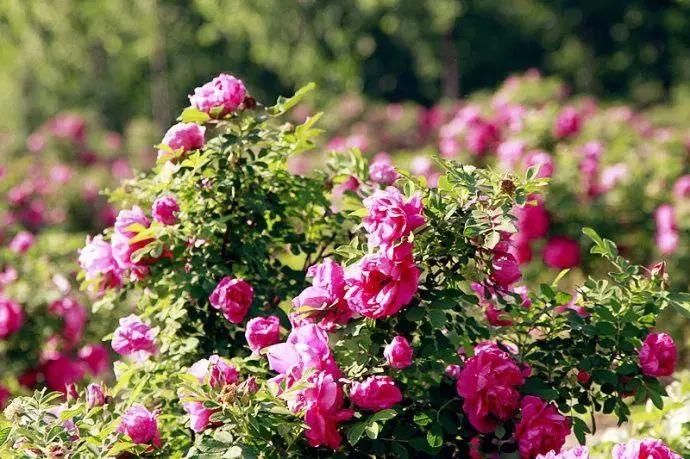 新疆十大赏花胜地2026年本年度热度口碑双榜对比