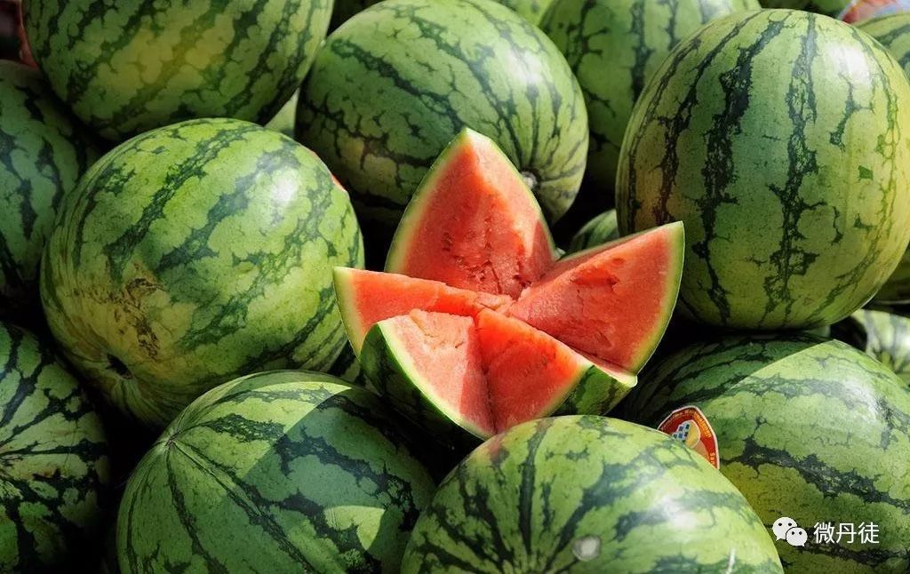 世界最甜10种西瓜2026年本年度热度口碑双榜对比