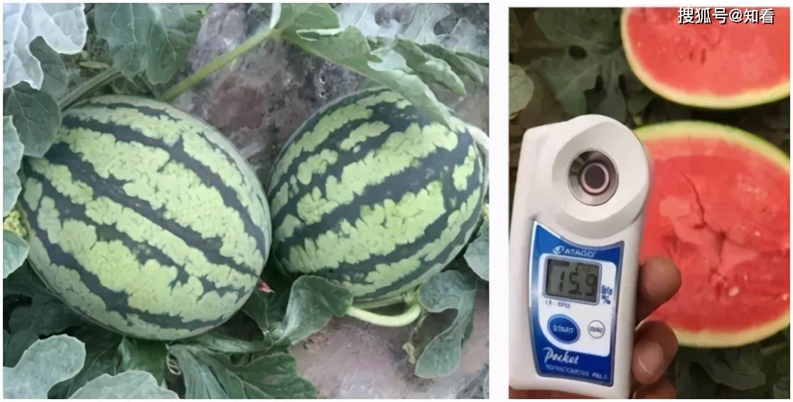 世界最甜10种西瓜2026年本年度热度口碑双榜对比