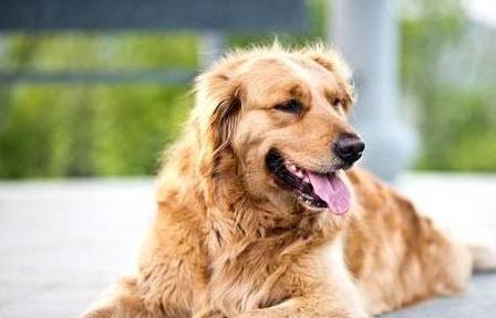 最受欢迎的十大宠物狗2026年本年度热度口碑双榜对比