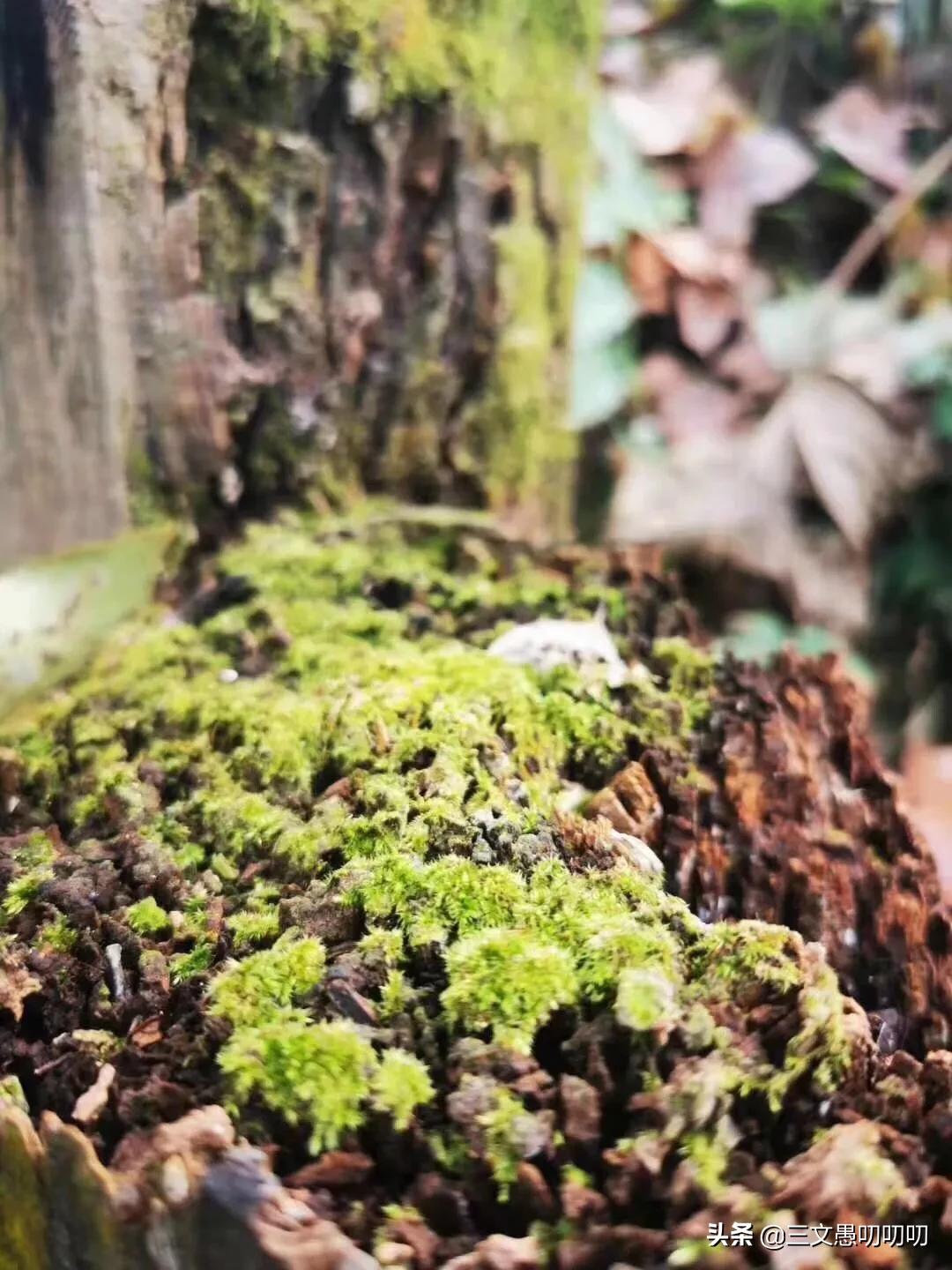 江苏十大赏叶好去处2026年本年度热度口碑双榜对比