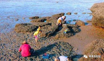 青岛十大最适合赶海的地方2026年本年度热度口碑双榜对比