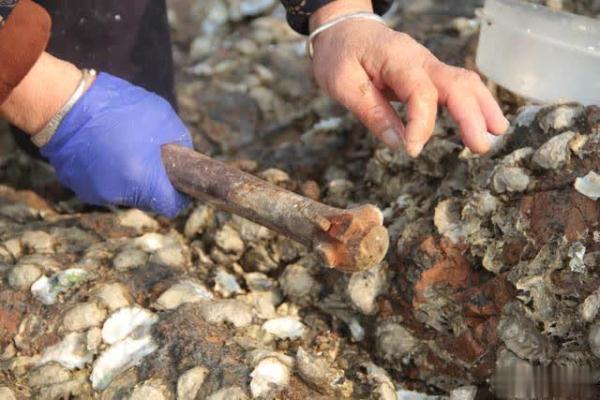 青岛十大最适合赶海的地方2026年本年度热度口碑双榜对比