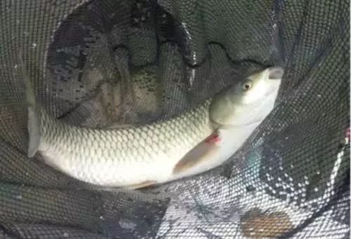 世界上十大最具营养鱼类2026年本年度热度口碑双榜对比