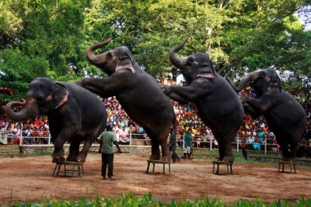 中国十大最受欢迎动物园2026年本年度热度口碑双榜对比