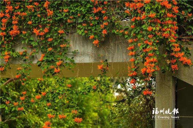 东莞九大赏花地2026年本年度热度口碑双榜对比