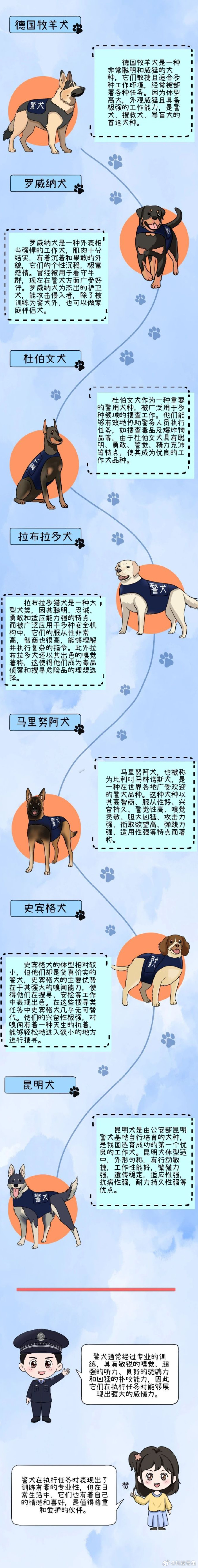 最知名的十大警犬品种2026年本年度热度口碑双榜对比