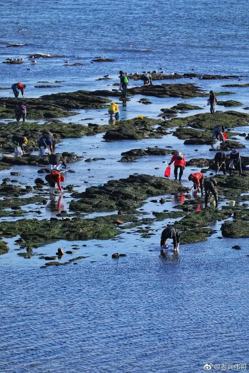 大连十大最适合赶海的地方2026年本年度热度口碑双榜对比