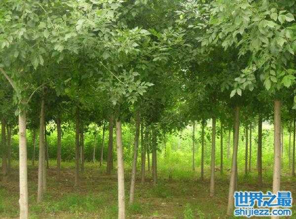 十大生长速度最快的绿化树2026年本年度热度口碑双榜对比