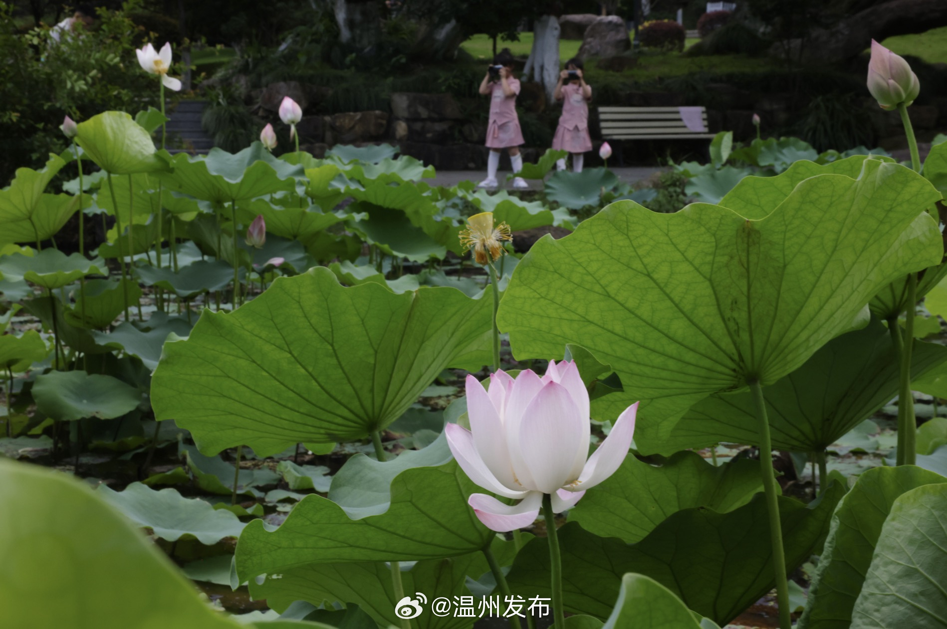温州十大赏荷花好去处2026年本年度热度口碑双榜对比