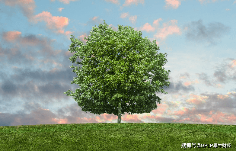 世界十大耐寒树木2026年本年度热度口碑双榜对比