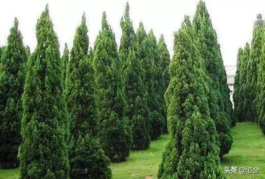 十大最耐寒的绿化树2026年本年度热度口碑双榜对比