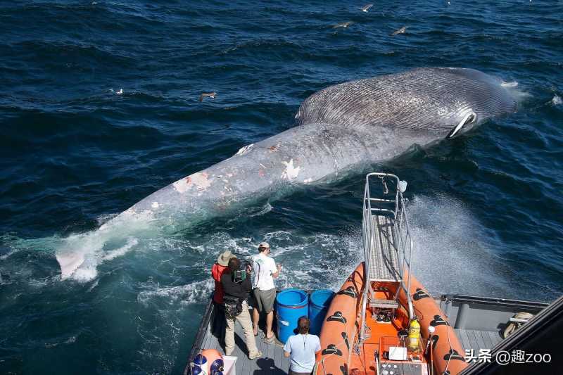 海洋中最多的生物TOP102026年本年度热度口碑双榜对比