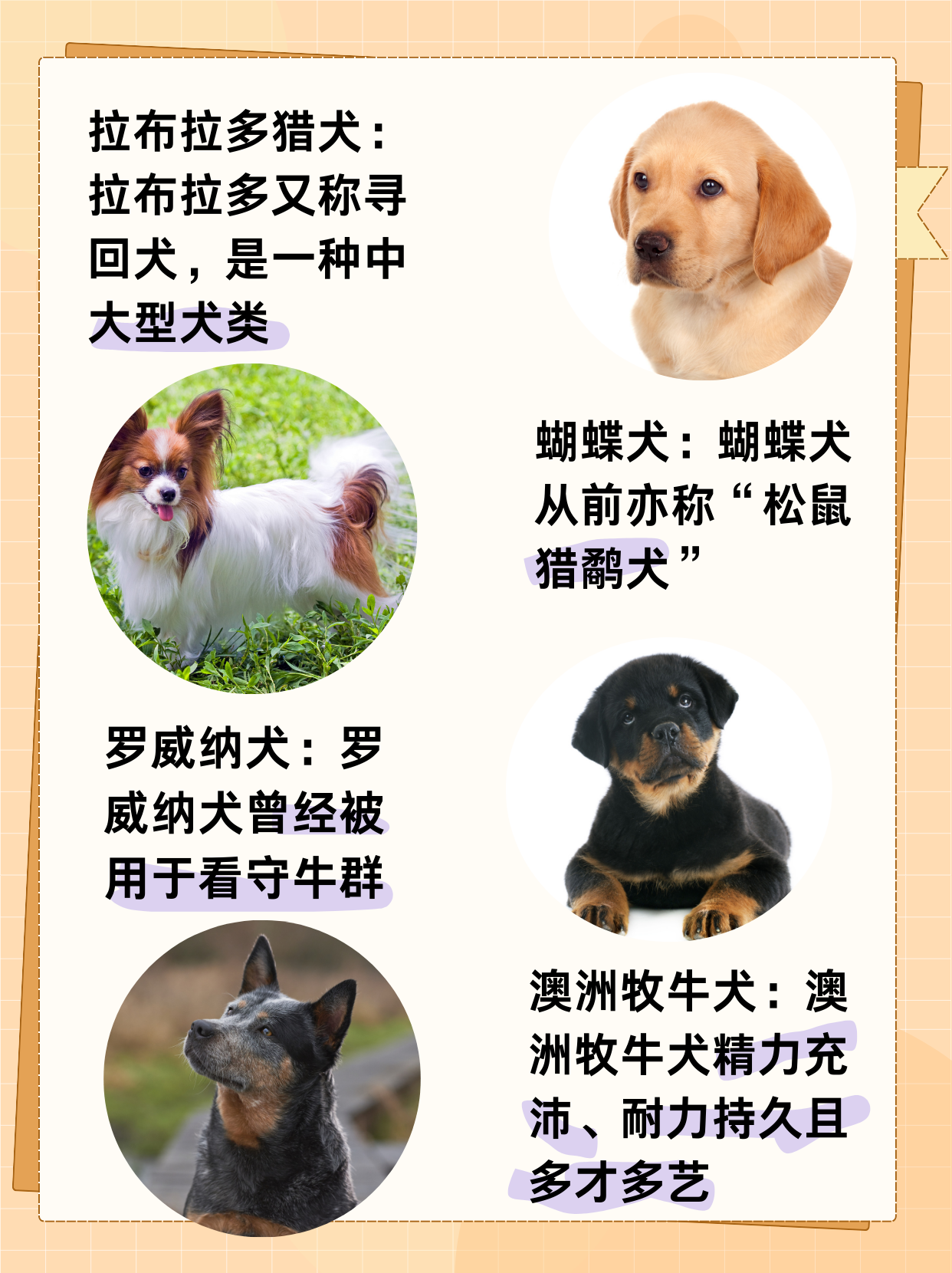 十大最聪明的宠物2026年本年度热度口碑双榜对比