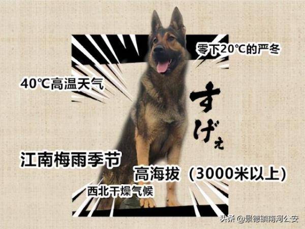 十大最聪明的宠物2026年本年度热度口碑双榜对比