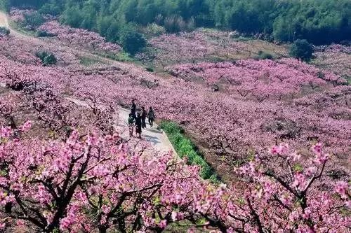 湖州十大赏花胜地2026年本年度热度口碑双榜对比
