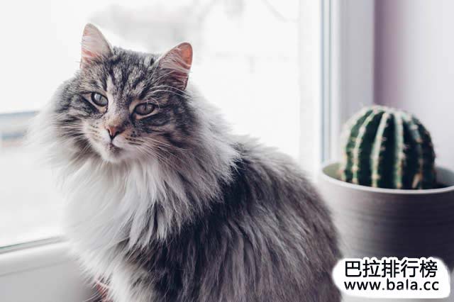世界十大最长寿的宠物猫2026年本年度热度口碑双榜对比 世界十大最长寿的宠物猫2026年本年度热度口碑双榜对比