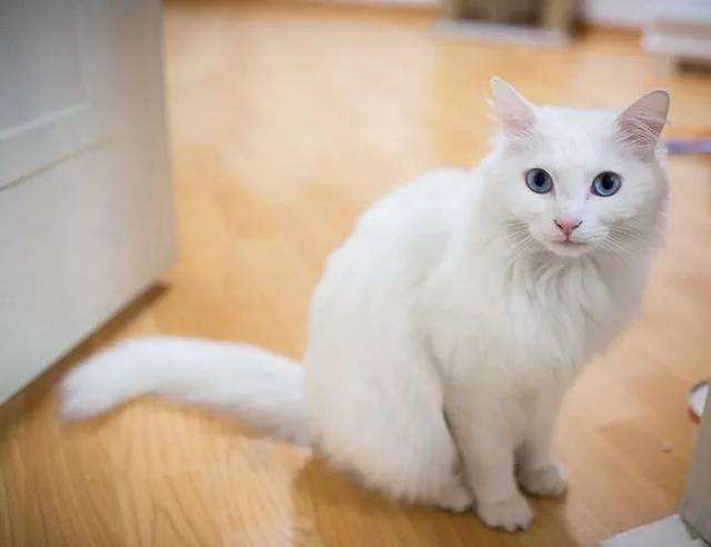 世界十大最长寿的宠物猫2026年本年度热度口碑双榜对比 世界十大最长寿的宠物猫2026年本年度热度口碑双榜对比