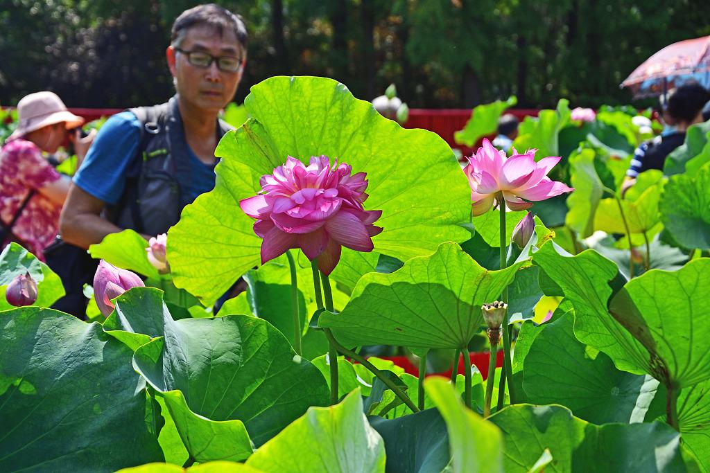 上海十大赏荷花景点2026年本年度热度口碑双榜对比