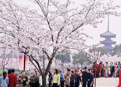 杭州十大赏樱胜地2026年本年度热度口碑双榜对比