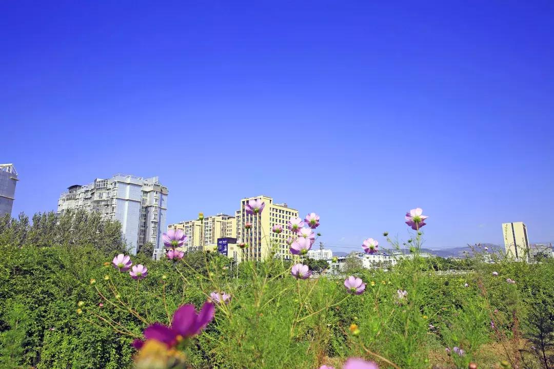 四川省十大乡村旅游景点2026年本年度热度口碑双榜对比