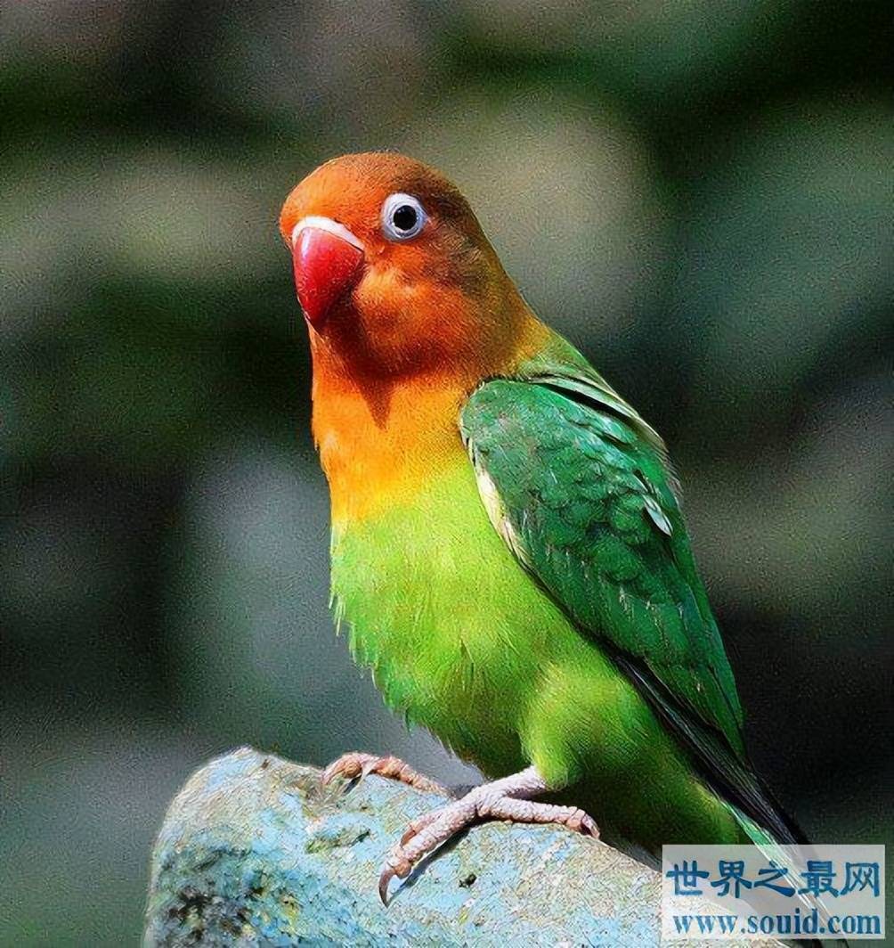 世界十大最受欢迎的宠物鸟2026年本年度热度口碑双榜对比