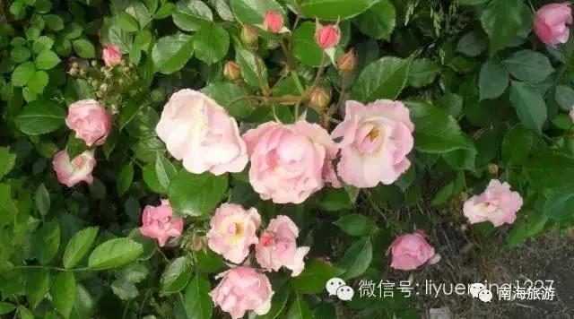 江门十大赏花好去处2026年本年度热度口碑双榜对比