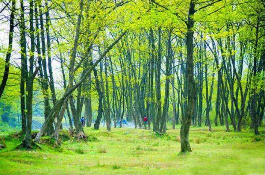 河南十大美食最多的景点2026年本年度热度口碑双榜对比