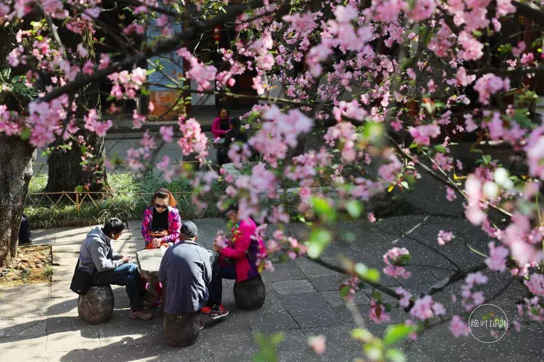 昆明十大著名寺庙2026年本年度热度口碑双榜对比