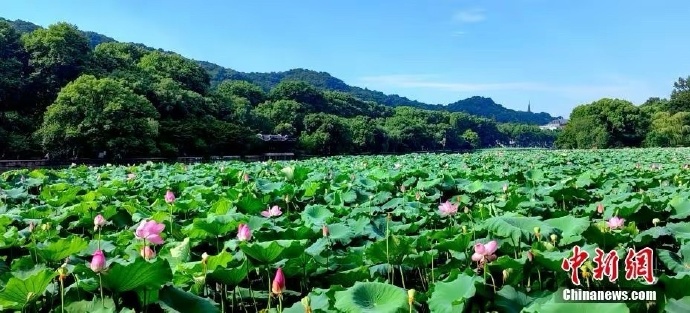 杭州十大赏荷花好去处2026年本年度热度口碑双榜对比