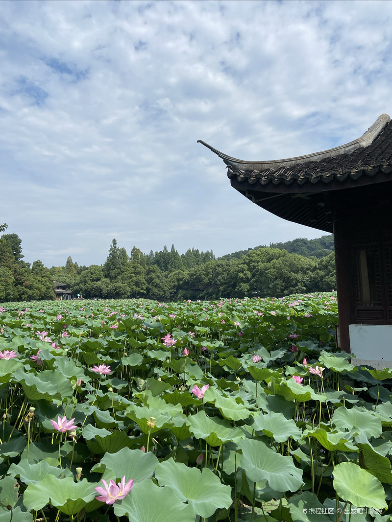 杭州十大赏荷花好去处2026年本年度热度口碑双榜对比