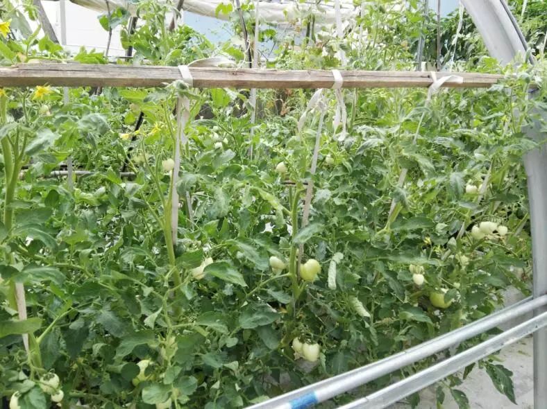 长沙十大采摘园2026年本年度热度口碑双榜对比