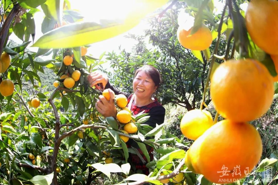 安徽省十大特色农产品2026年本年度热度口碑双榜对比