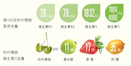 富含维生素c的十种水果2026年本年度热度口碑双榜对比