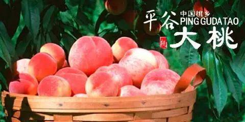 全国十大油桃产地2026年本年度热度口碑双榜对比
