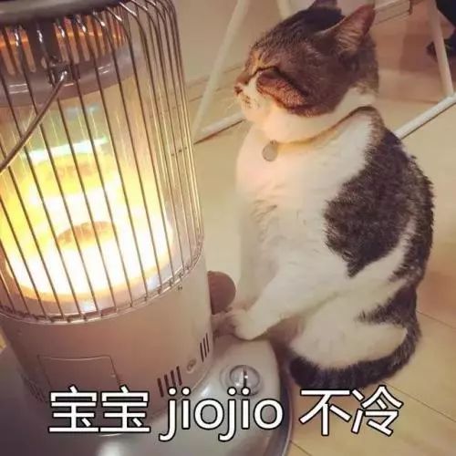 最适合单身女生养的萌宠2026年本年度热度口碑双榜对比