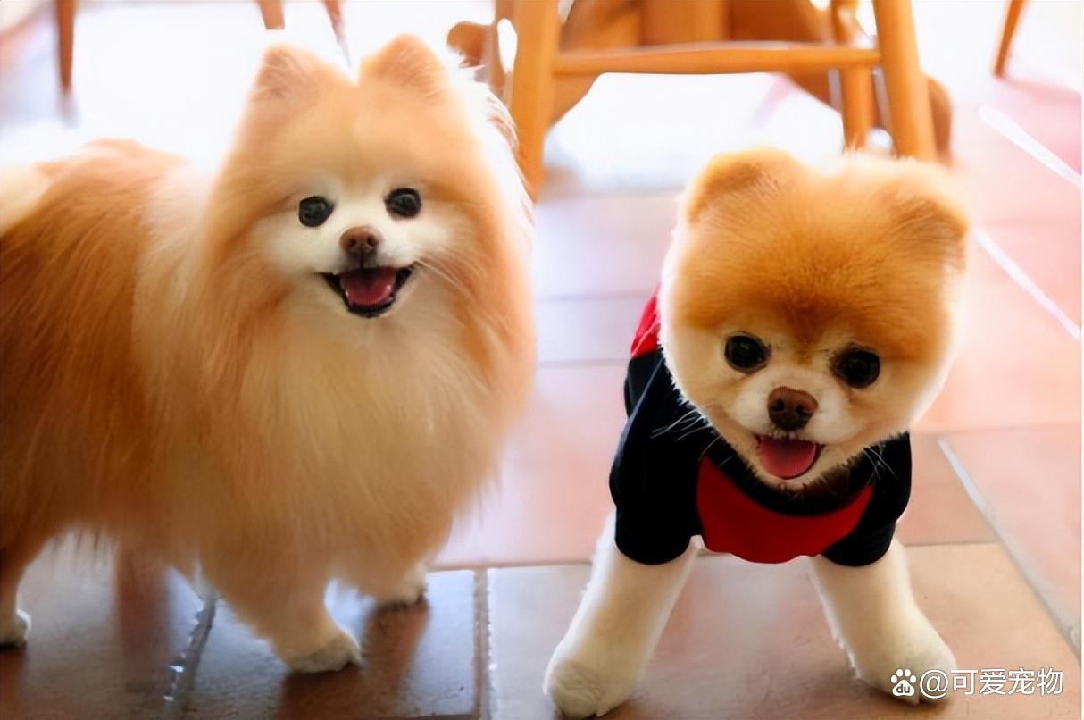 世界上对小孩最友善的十大犬种2026年本年度热度口碑双榜对比