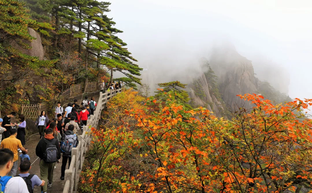 黄山11月旅游十大好去处2026年本年度热度口碑双榜对比