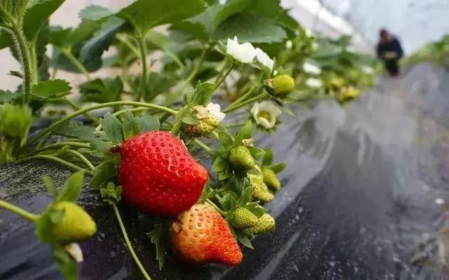 全国十大草莓产地2026年本年度热度口碑双榜对比