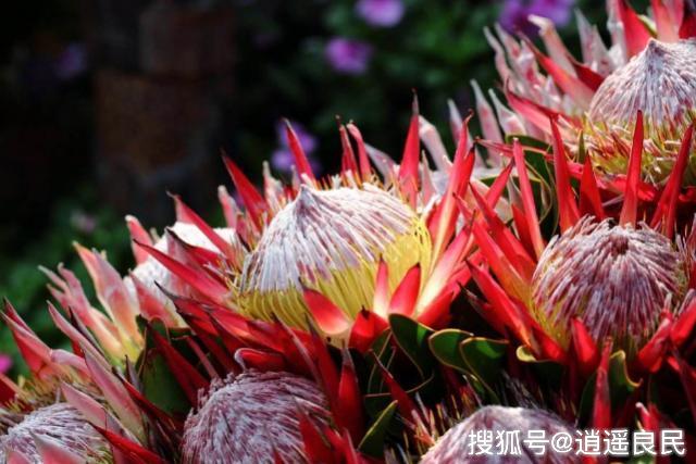 世界十大最稀有的花2026年本年度热度口碑双榜对比