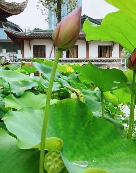 肇庆十大赏荷花好去处2026年本年度热度口碑双榜对比