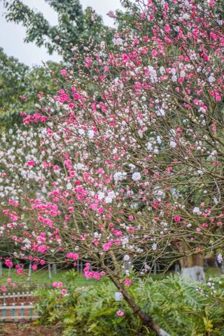 吉林十大赏花胜地2026年本年度热度口碑双榜对比