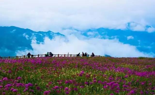 中国十大最美赏薰衣草景点2026年本年度热度口碑双榜对比